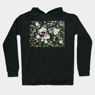 Daisy blooming Cherry blossom flower petals on the grass Hoodie